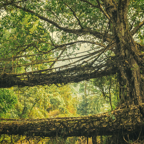 Umishiang Double Decker Root Bridge