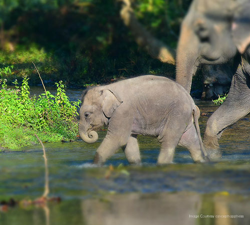 Dooars Tour - 2 Nights 3 Days